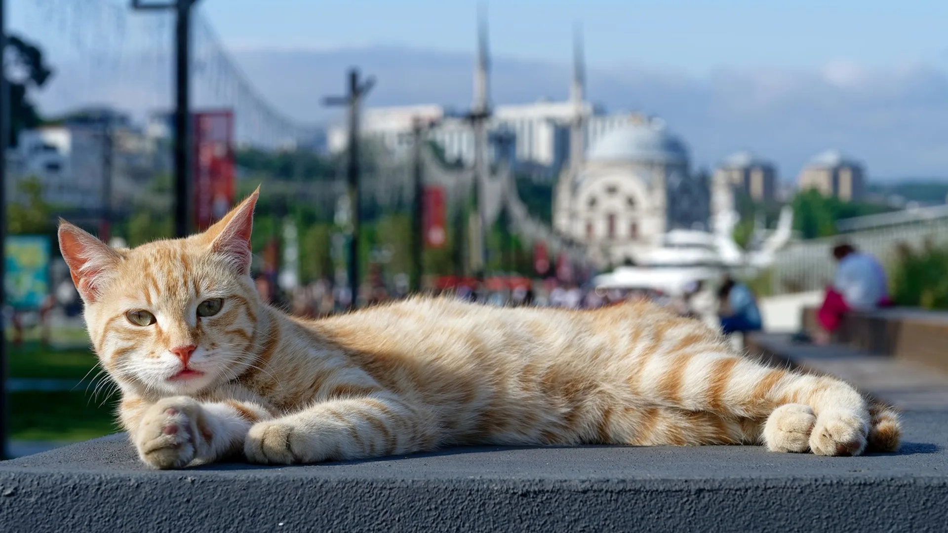 İstanbul Kabataş'ta güneşli bir günde taş bir set üzerinde uzanmış sarı tekir kedi, arka planda Dolmabahçe Camii